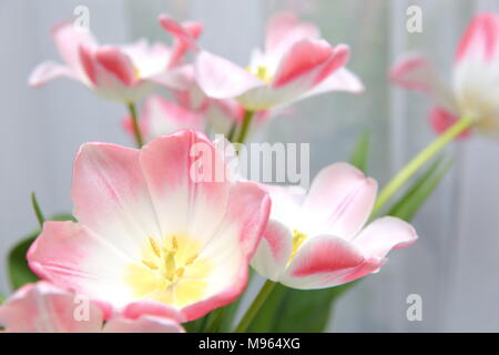 Tulipes debout dans une pièce chaude se développer rapidement et d'afficher tous les splendeur de soja. Banque D'Images