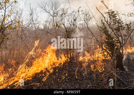 Un feu de brousse à travers les larmes de la région de la rivière centrale, la Gambie, lors de hautes températures en mars 2018. Banque D'Images