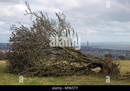 Arbre tombé sur le Knockagh, au-dessus de Carrickfergus Banque D'Images