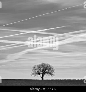 Arbre solitaire & jet trails, Knocknagullagh, Whitehead, le comté d'Antrim. Banque D'Images