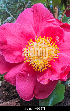 Close up of Camellia japonica montrant étamines sur complètement ouvert fleur.. Banque D'Images