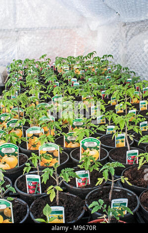 Les plants de tomates en pots de 9 cm d'être cultivées sur des prêts pour la plantation en serre. Golden Sunrise, Ailsa Craig et jardiniers Delight. Banque D'Images