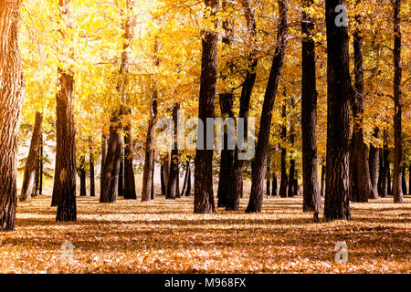 Poplar Grove. Forêt d'arbres à feuilles jaunes en automne. Banque D'Images