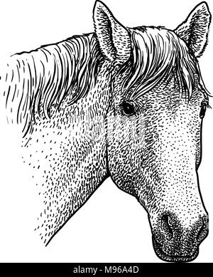 Cheval tête portrait illustration, dessin, gravure, encre, dessin au trait, vector Illustration de Vecteur