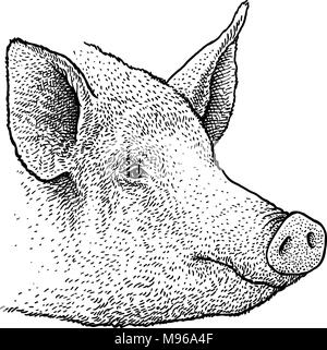 Pig tête portrait illustration, dessin, gravure, encre, dessin au trait, vector Illustration de Vecteur