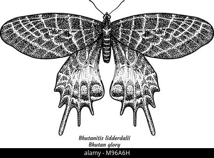 Bhutanitis lidderdalii, Bhoutan gloire illustration, dessin, gravure, encre, dessin au trait, vector Illustration de Vecteur