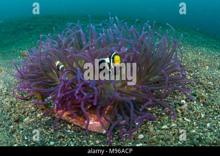 Saddleback, poisson clown Amphiprion, ploymnus dans un long tentacule Macrodactyla doreensis anémone, l'île de Lembeh,, Détroit de Lembeh, Océan Pacifique, Indonesi Banque D'Images