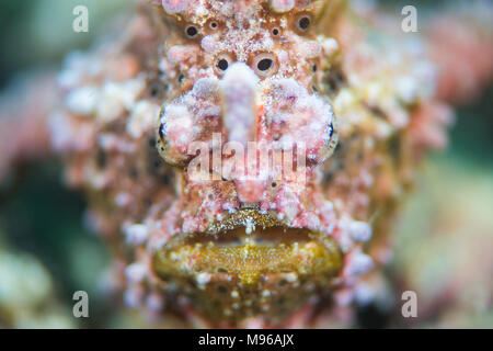 Un poisson grenouille verruqueux, Antennarius maculatus, l'île de Lembeh, Détroit de Lembeh, l'océan Pacifique, l'Indonésie, Banque D'Images