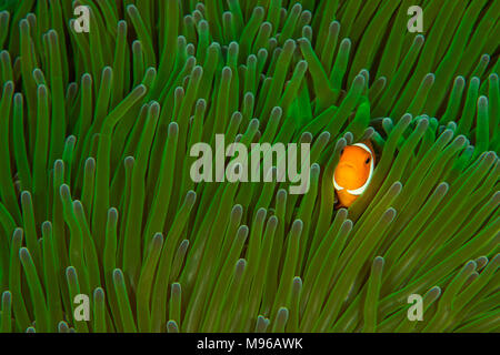 Un faux clown poisson clown (Amphiprion ocellaris) se profile à partir d'une anémone vert vif. Parc marin de Raja Ampat, Papouasie occidentale, en Indonésie. Banque D'Images