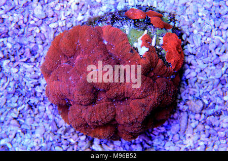Lobophyllia coraux LPS Banque D'Images