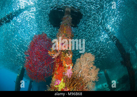 Poissons sous une jetée, avec des fans de la mer sur les colonnes, à l'île de Raja Ampat Arborek, parc marin, en Papouasie occidentale, en Indonésie. Banque D'Images