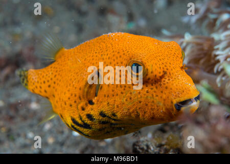 Un jeune star Puffer, Arothron stellatus, l'île de Lembeh, Détroit de Lembeh, l'océan Pacifique, l'Indonésie, Banque D'Images