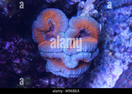 Lobophyllia coraux LPS Banque D'Images