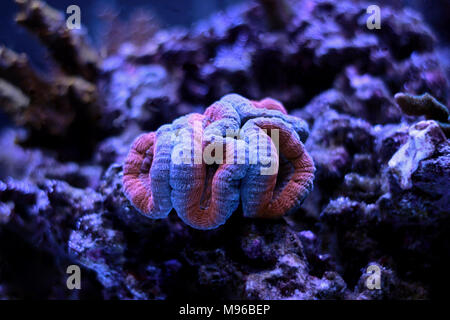 Lobophyllia coraux LPS Banque D'Images