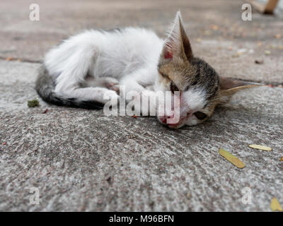 Le blanc et le brun stray chaton ou un chat avec des yeux ouverts et cicatrice sur le nez au fond de ciment qui l'air pauvre, pitoyable et pathétique Banque D'Images