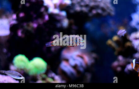 Poissons napoléons Leopard ornementé dans coral reef aquarium tank Banque D'Images