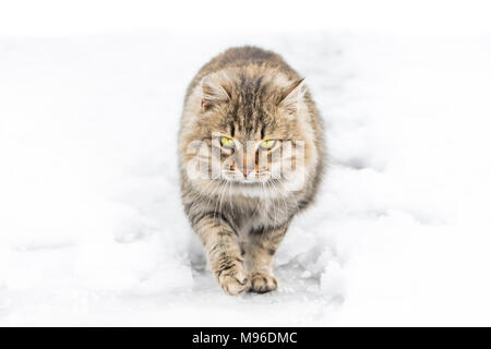 Cat walking in snow et à la caméra en Banque D'Images