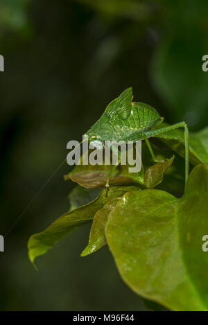 Sauterelle verte avec de longues antennes marche sur une feuille sur fond sombre Banque D'Images