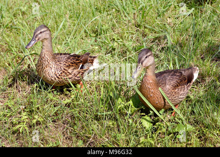 Deux canards colvert (Anas platyrhynchos) sur l'herbe Banque D'Images