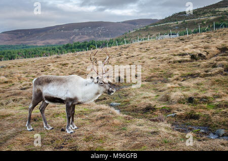 Itinérance Rennes les Highlands écossais dans le parc national de Cairngorm, l'Ecosse Banque D'Images