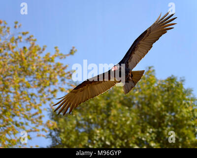 Urubu à tête rouge (Cathartes aura) en vol vu du dessous Banque D'Images