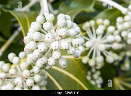 Fatsia japonica aralia, le ricin) avec fleur gros plan macro de plus en plus généraux à la fin de l'hiver dans le West Sussex, Angleterre, Royaume-Uni. Banque D'Images