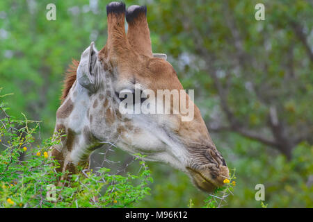 L'Afrique du Sud est une destination touristique populaire pour son mélange de vrai et de l'Afrique de l'expérience. Le Parc Kruger est célèbre dans le monde entier. Tête de girafe. Banque D'Images