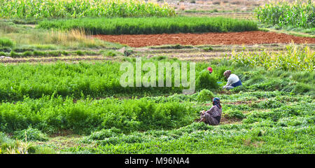 Auto-suffisant de main-d'oeuvre dans l'agriculture au Maroc. L'agriculture durable traditionnelle. Banque D'Images