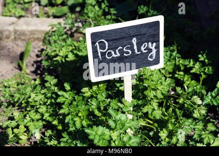 Le persil dans le jardin Banque D'Images
