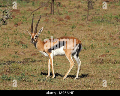 La gazelle de Thomson mâle (Eudorcas thomsonii) montrant les glandes pré visible & marquages flanc sombre inhabituel dans le Masai Mara, Kenya, Afrique Banque D'Images