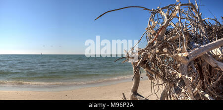 Driftwood sur plage de sable blanc de Delnor-Wiggins Pass State Park avec un ciel bleu au-dessus de Naples, en Floride. Banque D'Images