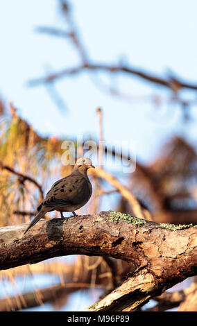 La Tourterelle triste Zenaida macroura perchoirs d'oiseaux dans un arbre dans le Corkscrew Swamp Sanctuary de Naples, Floride Banque D'Images