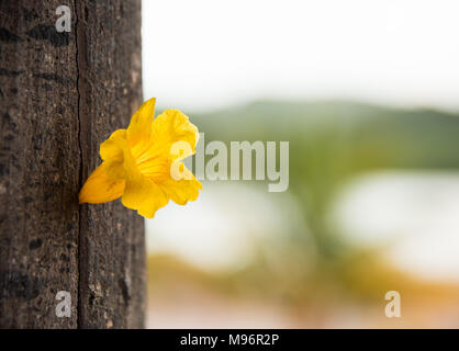 Trompette jaune fleur en tronc d'arbre Banque D'Images