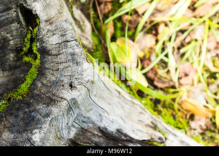 Vieille souche d'arbre couverts de mousse et d'herbe Banque D'Images