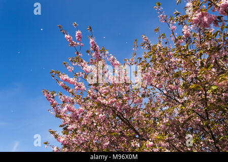 Cherry Blossom Tree on a breezy day au printemps avec certains des fleurs déjà tombés et quelques pétales d'être soufflé par l'air par le vent. Banque D'Images
