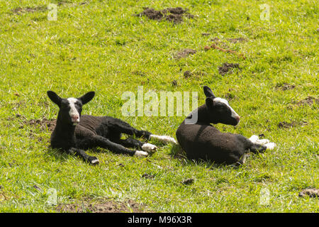 Zwartble agneaux dans un champ dans le nord-ouest de l'Angleterre. Zwartbles est issue d'une race de moutons dans la région de la Frise aux Pays-Bas. Banque D'Images