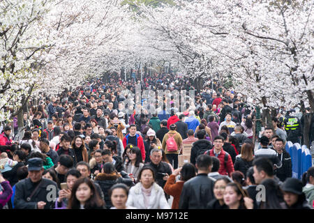 Nanjin, Nanjin, Chine. Mar 22, 2018. Nanjing, Chine 22 mars 2018 : les touristes affluent à Temple Jiming pour profiter de cerisiers à Nanjing, Jiangsu Province de Chine orientale. Crédit : SIPA Asie/ZUMA/Alamy Fil Live News Banque D'Images