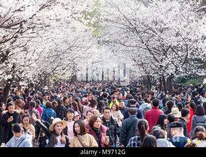 Nanjin, Nanjin, Chine. Mar 22, 2018. Nanjing, Chine 22 mars 2018 : les touristes affluent à Temple Jiming pour profiter de cerisiers à Nanjing, Jiangsu Province de Chine orientale. Crédit : SIPA Asie/ZUMA/Alamy Fil Live News Banque D'Images