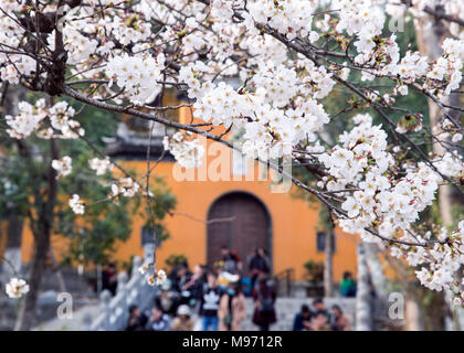 Nanjin, Nanjin, Chine. Mar 22, 2018. Nanjing, Chine 22 mars 2018 : les touristes affluent à Temple Jiming pour profiter de cerisiers à Nanjing, Jiangsu Province de Chine orientale. Crédit : SIPA Asie/ZUMA/Alamy Fil Live News Banque D'Images