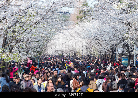 Nanjin, Nanjin, Chine. Mar 22, 2018. Nanjing, Chine 22 mars 2018 : les touristes affluent à Temple Jiming pour profiter de cerisiers à Nanjing, Jiangsu Province de Chine orientale. Crédit : SIPA Asie/ZUMA/Alamy Fil Live News Banque D'Images