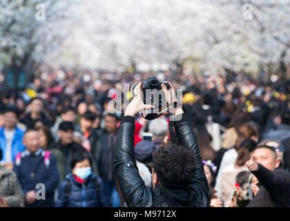 Nanjin, Nanjin, Chine. Mar 22, 2018. Nanjing, Chine 22 mars 2018 : les touristes affluent à Temple Jiming pour profiter de cerisiers à Nanjing, Jiangsu Province de Chine orientale. Crédit : SIPA Asie/ZUMA/Alamy Fil Live News Banque D'Images