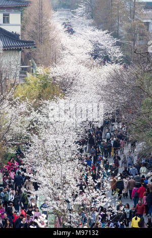 Nanjin, Nanjin, Chine. Mar 22, 2018. Nanjing, Chine 22 mars 2018 : les touristes affluent à Temple Jiming pour profiter de cerisiers à Nanjing, Jiangsu Province de Chine orientale. Crédit : SIPA Asie/ZUMA/Alamy Fil Live News Banque D'Images