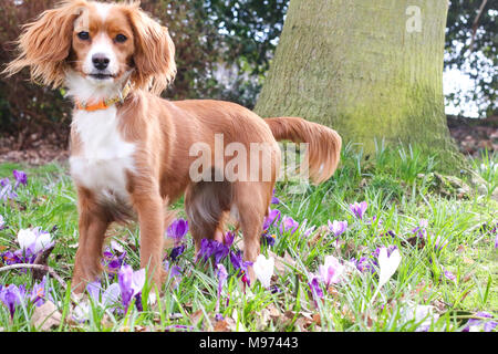 Gravesend, Royaume-Uni. 23 mars, 2018. Un joli chien joue dans de jolis crocus de printemps à Gravesend dans le Kent. Le chien est un 11 mois cockapoo appelé Pip. Rob Powell/Alamy Live News Banque D'Images