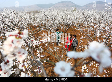 La Chine, la province de Shandong. Mar 23, 2018. Personnes voir fleurs abricot abricot à un champ dans l'est de la Chine, la province de Shandong, le 23 mars 2018. Credit : Zhang Qiang/Xinhua/Alamy Live News Banque D'Images