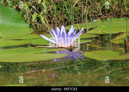 Nymphaea caerulea, principalement connu comme le lotus bleu (ou bleu lotus égyptien), mais aussi nénuphar bleu (ou bleu de l'eau égyptienne lily), et bleu sacré lil Banque D'Images