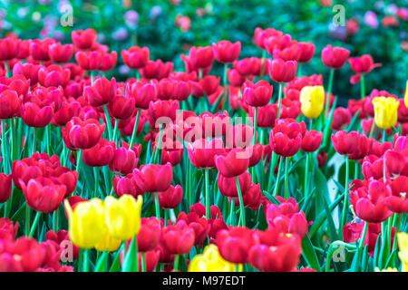 Les tulipes fleurissent dans le soleil du printemps avec des couleurs vives qui s'élève plein de vitalité dans le jardin Banque D'Images