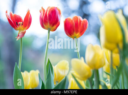 Les tulipes fleurissent dans le soleil du printemps avec des couleurs vives qui s'élève plein de vitalité dans le jardin Banque D'Images