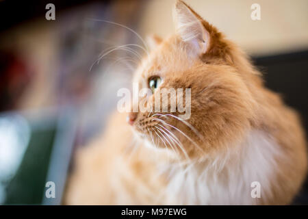 Cute funny fluffy cat rouge avec des points blancs Banque D'Images