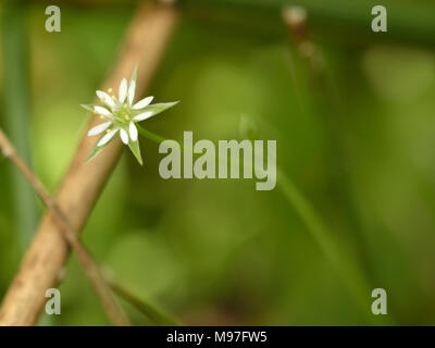 Stellaria alsine Stellaire des marais, Banque D'Images