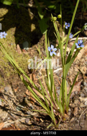 Blue-eyed-herbe, bermudienne provident Sisyrinchium Banque D'Images